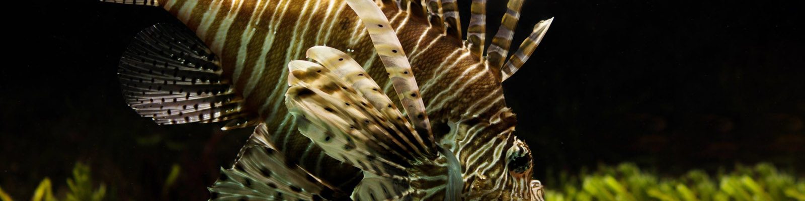 Dive-Master-Header